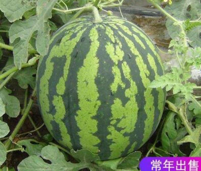 嫁接甜王西瓜苗甜王西瓜种苗精品甜王西瓜苗西瓜苗苗厂