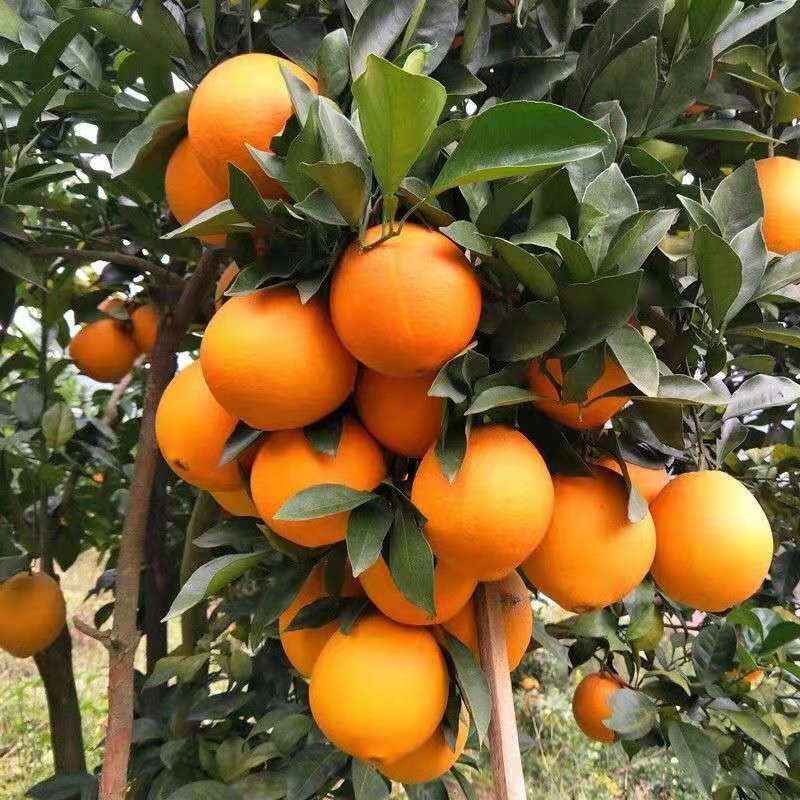 高山脐橙新鲜橙子手剥甜橙应季新鲜水果甜橙子现摘