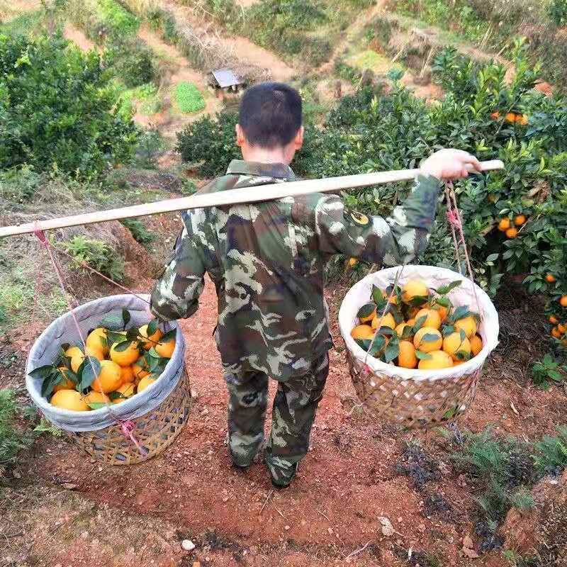 高山脐橙新鲜橙子手剥甜橙应季新鲜水果甜橙子现摘