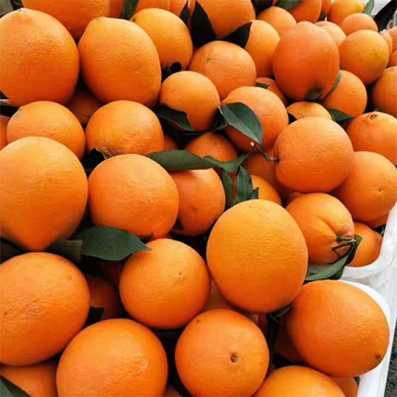高山脐橙新鲜橙子手剥甜橙应季新鲜水果甜橙子现摘