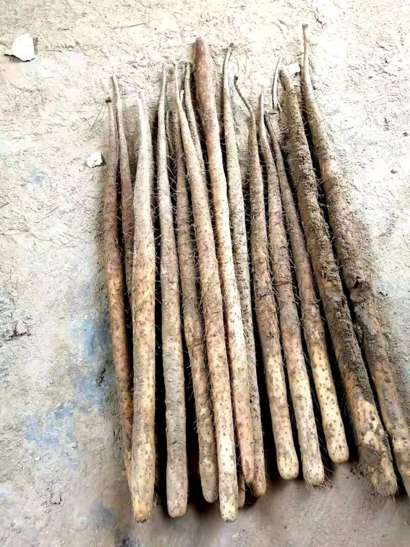 河北棒山药皮色好圆直双棒山药批发代办有冷库可提供代存