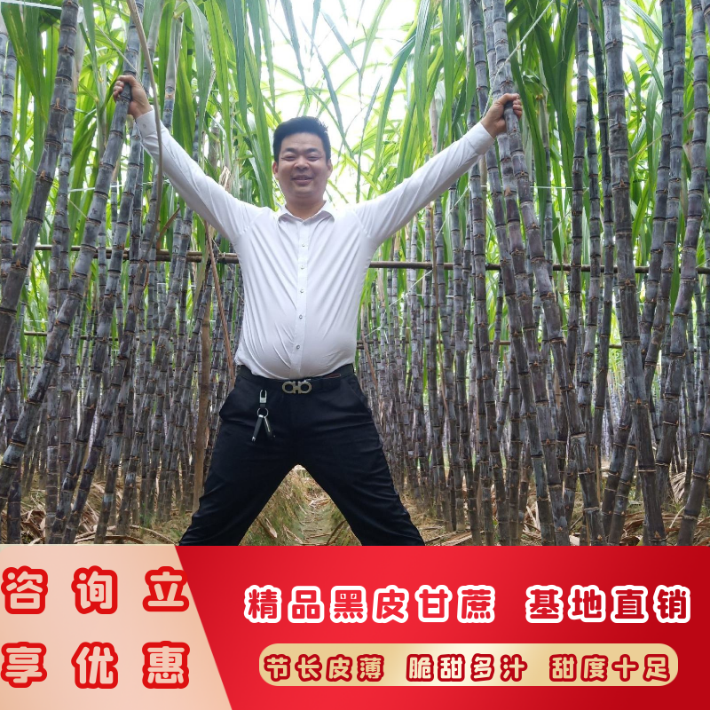 【热卖】黑皮甘蔗广西产地直发质优价廉节长脆甜包上车包装货