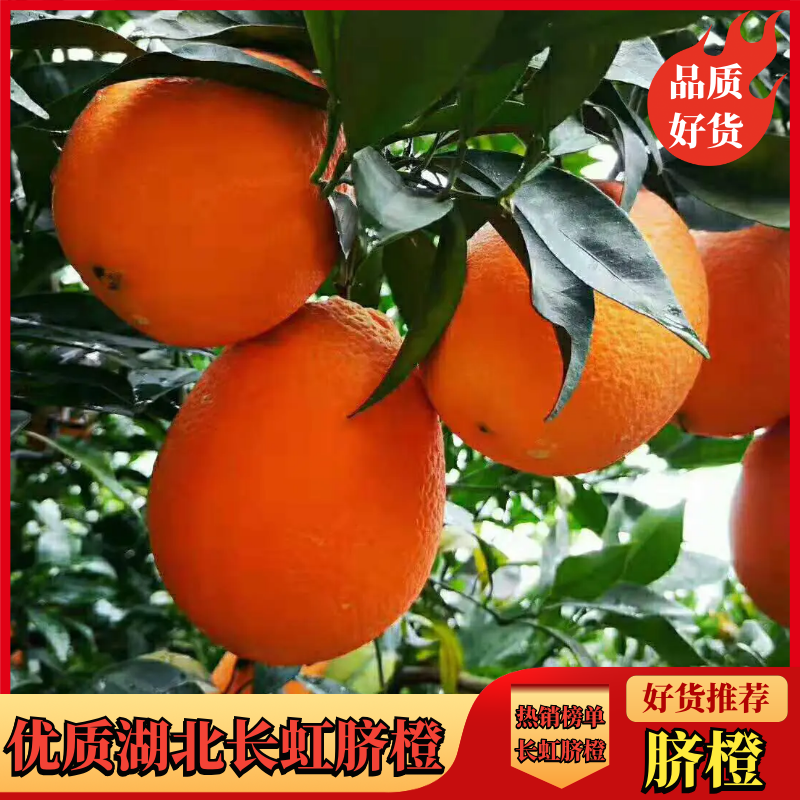 脐橙，纽合尔，脐橙，长虹，宜昌脐橙，果园现摘，物美价廉