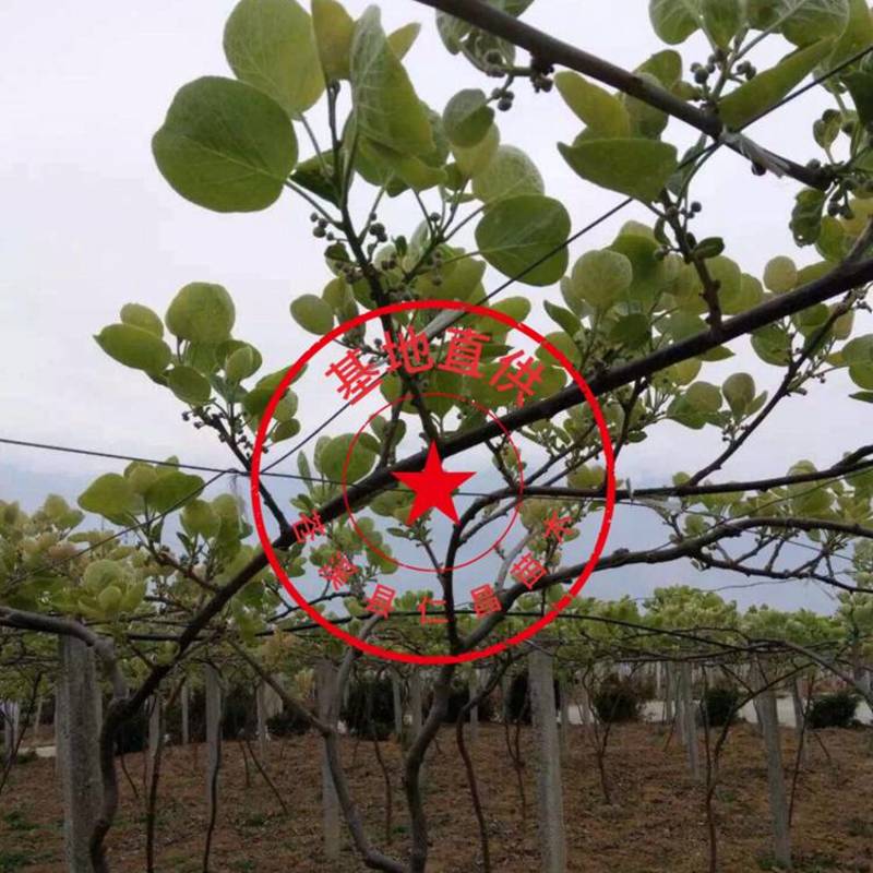 【热卖】红心猕猴桃嫁接苗免费技术指导有水杨桃嫁接的