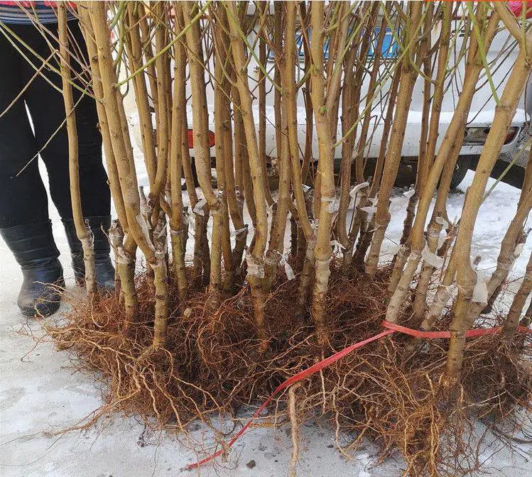 一名技术人员正在田间进行桃树苗木定植操作,苗木根系舒展,嫁接口露出地面约2-3厘米,栽植穴深约40厘米,周围土壤已回填并踩实,旁边放置有标尺显示株行距为2m×4m 桃树幼苗定植标准图