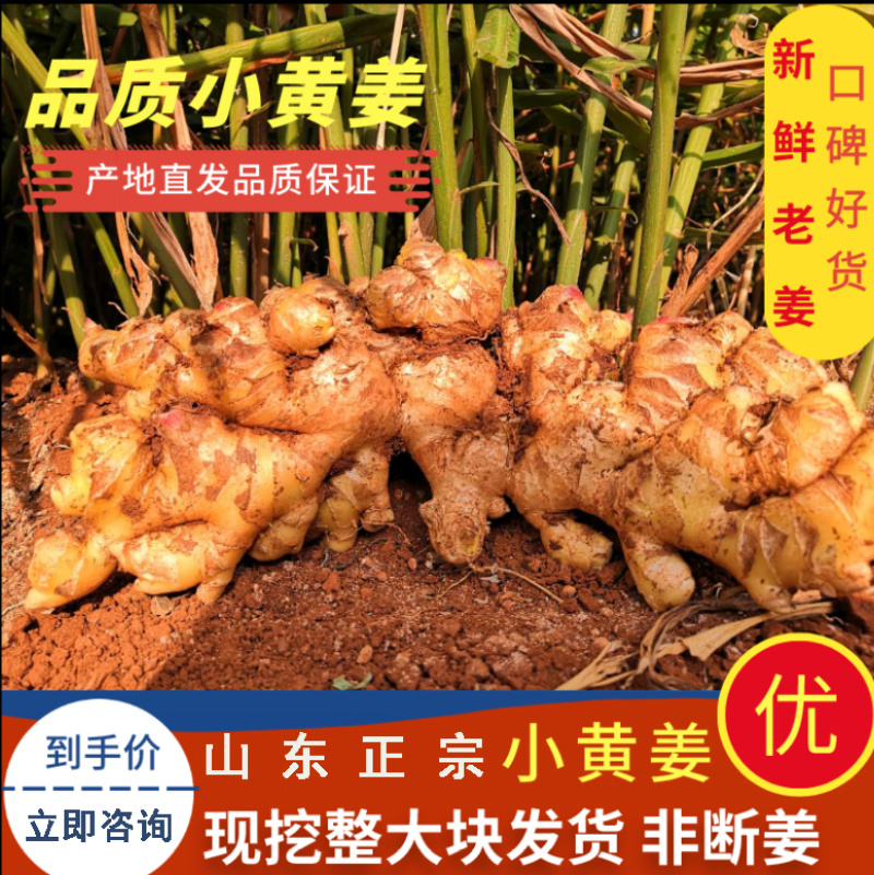 安徽生姜小黄姜，品质保证欢迎咨询