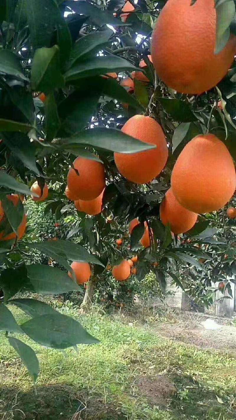 四川渠县奉节脐橙，色红味甜，皮薄汁多，现摘现发，一件代发