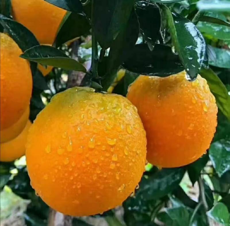 四川渠县赣南脐橙，色红味甜，对接电商微商，支持一件代发