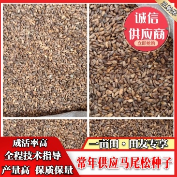 马尾松种子，发芽率高，产量高，编织袋双层包装，提供技术指导