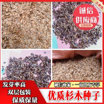 杉木种子，发芽率高，产量高，编织袋双层包装，技术指导服务