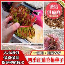 广西四季红油香椿种子香椿苗发芽率高产量高编织袋双层包装