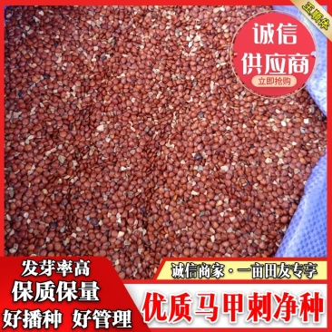 牛广西优质马甲刺净种，发芽率高，产量高，编织袋双层包装