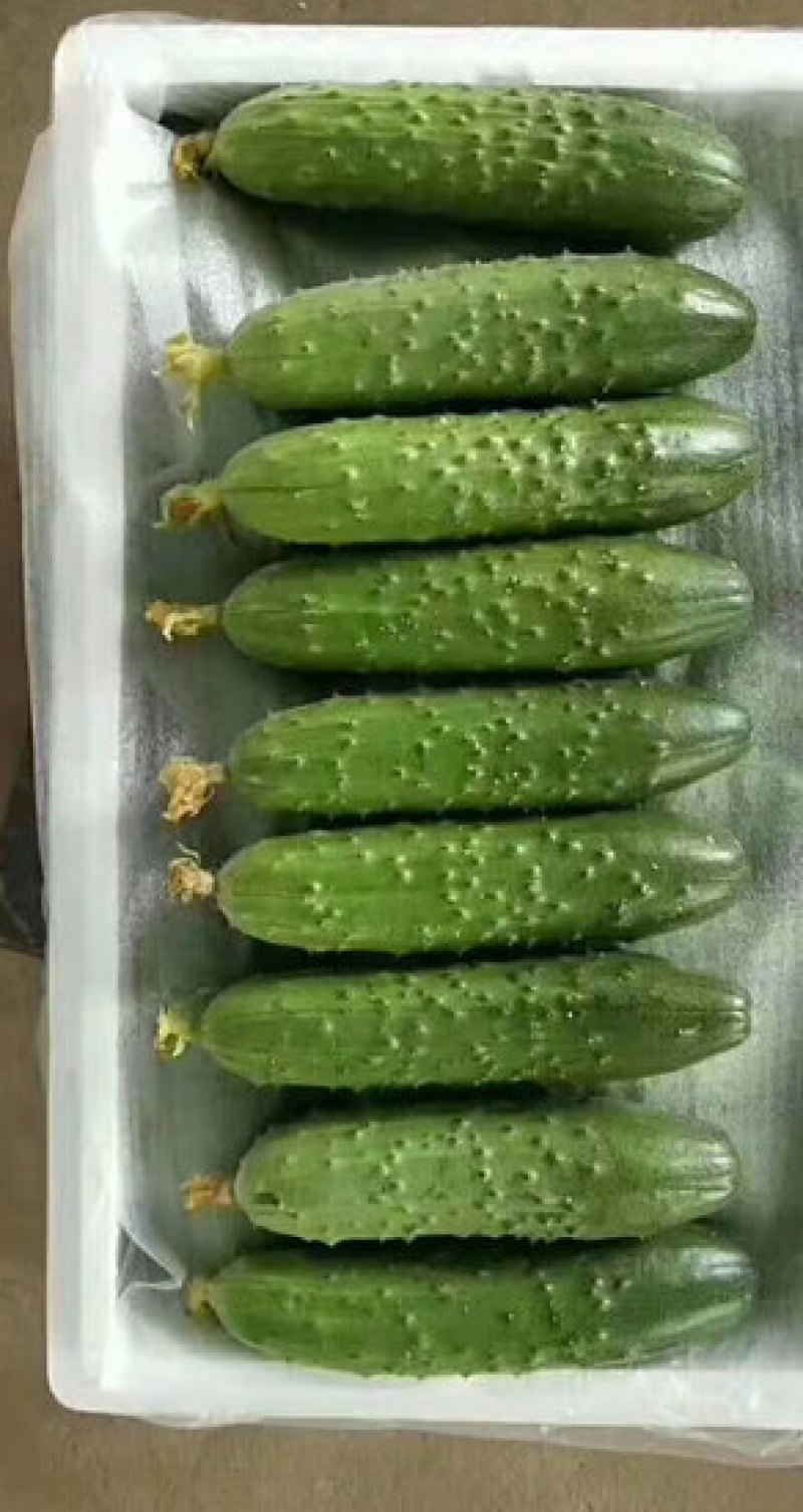 田骄七号旱黄瓜苗早春大刺包旱黄瓜苗强雌旱黄瓜苗批发