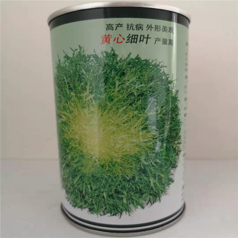 碎叶苦苣种子可四季春秋播璐通意大利黄心苦菊阳台基地高产蔬