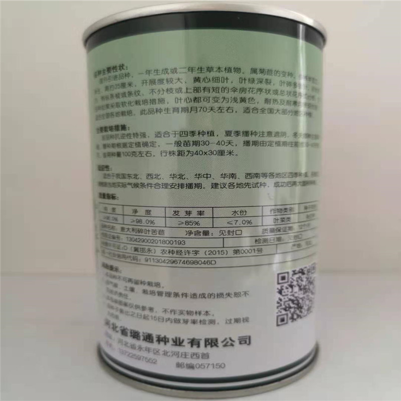 碎叶苦苣种子可四季春秋播璐通意大利黄心苦菊阳台基地高产蔬