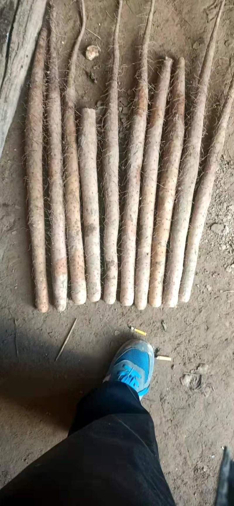 河北棒山药皮色好圆直双棒山药批发代办有冷库可提供代存