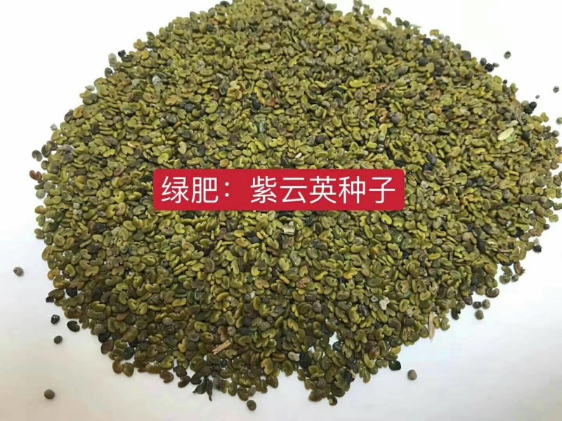 紫云英种子红花草种子养蜂蜜源高产果园绿肥牧草种子绿化草花