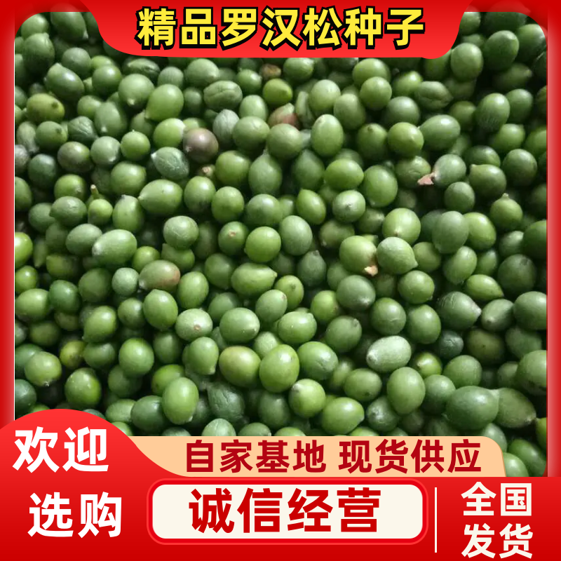 罗汉松种子，造型树罗汉松种子，园林绿化种子批发
