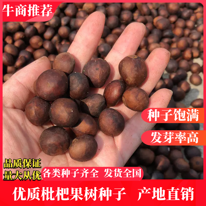 枇杷种子，枇杷籽，枇杷果树种子，琵琶子