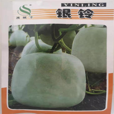 北京一串玲小冬瓜种子耐热耐寒粉皮实心迷你冬瓜四季农家蔬菜
