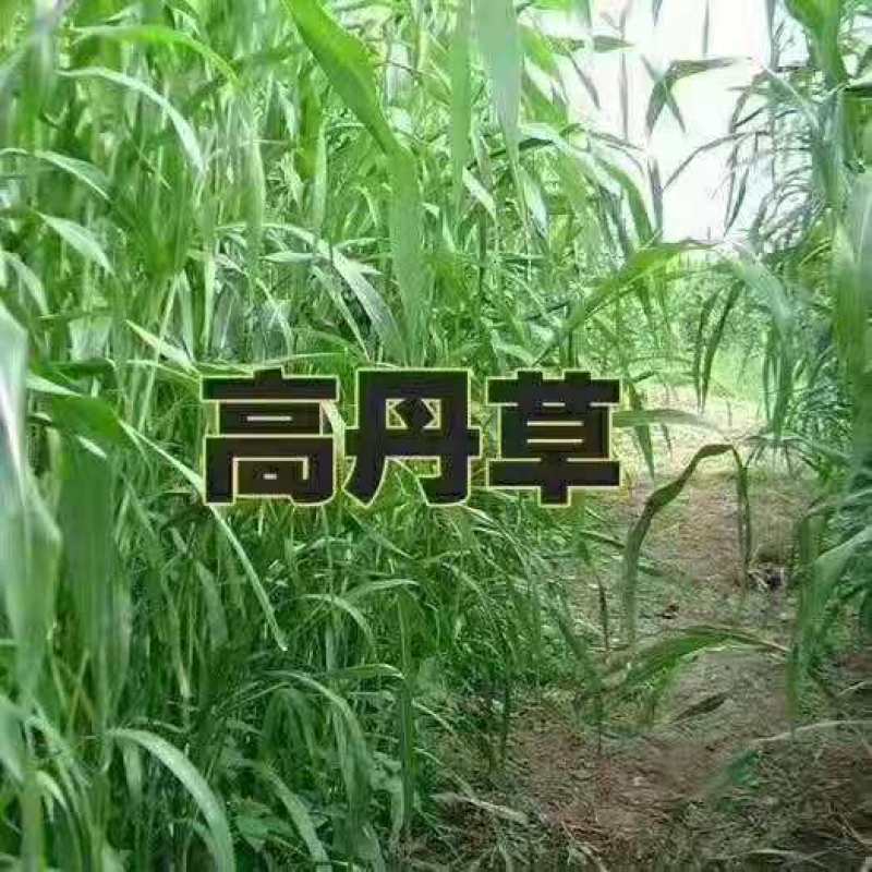 进口高丹草种子优质牧草种子高产适口性好耐热耐旱可青储