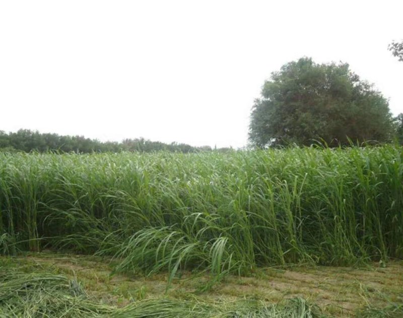进口高丹草种子优质牧草种子高产适口性好耐热耐旱可青储