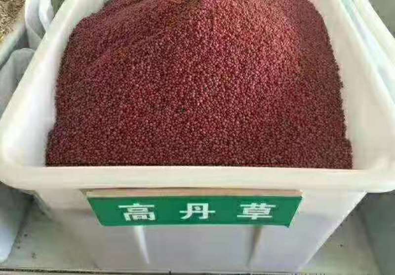 进口高丹草种子优质牧草种子高产适口性好耐热耐旱可青储