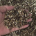 墨西哥玉米草种子高产牧草种子耐热耐旱适口性好量大优惠
