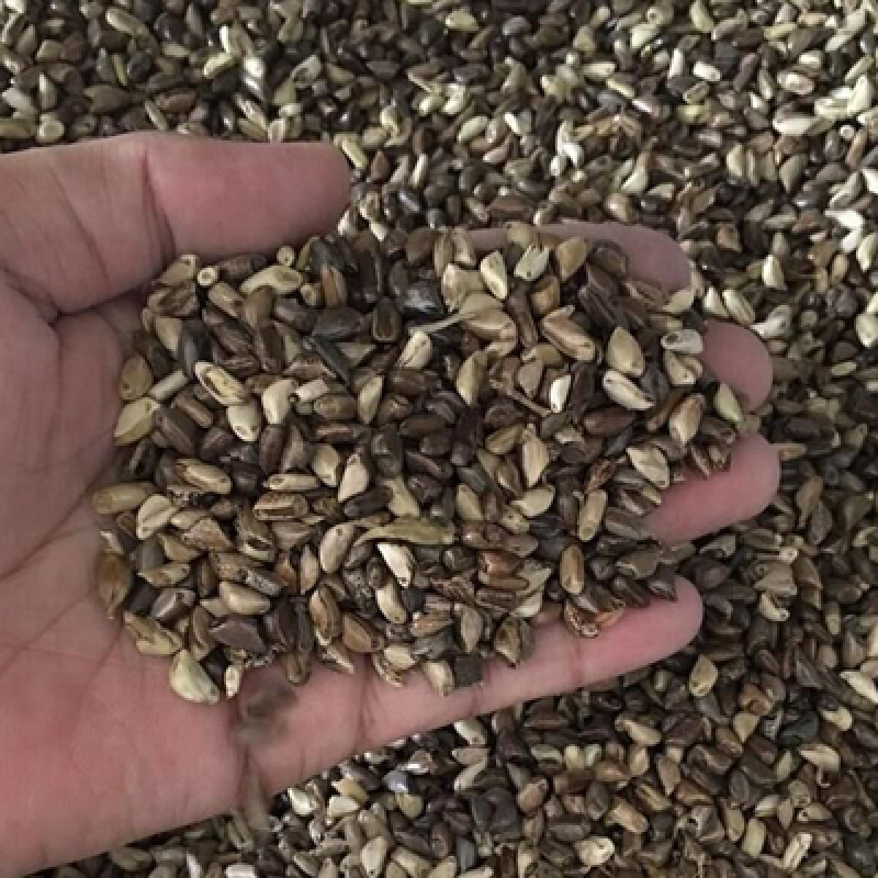 墨西哥玉米草种子高产牧草种子耐热耐旱适口性好量大优惠