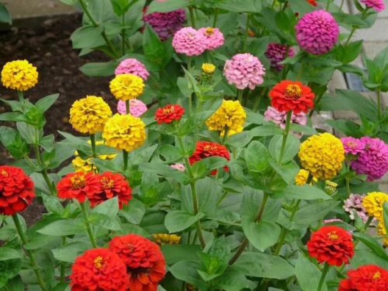 百日草种子百日菊花种子大花多色艳丽开花早花期长易种植