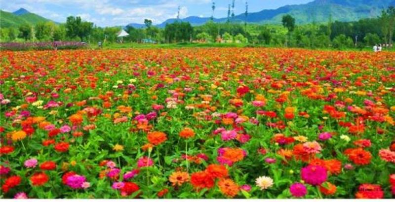 百日草种子百日菊花种子大花多色艳丽开花早花期长易种植