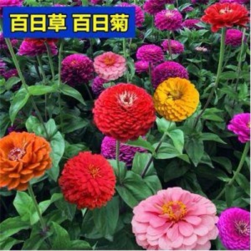 百日草种子百日菊花种子大花多色艳丽开花早花期长易种植