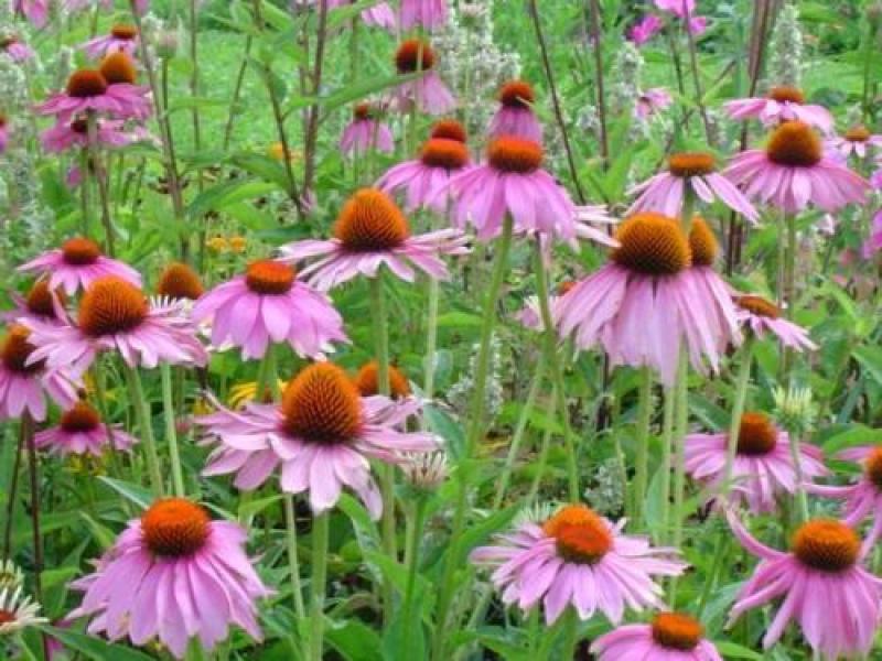 松果菊种子紫锥花种子景观花海庭院种植多年生耐寒花种籽