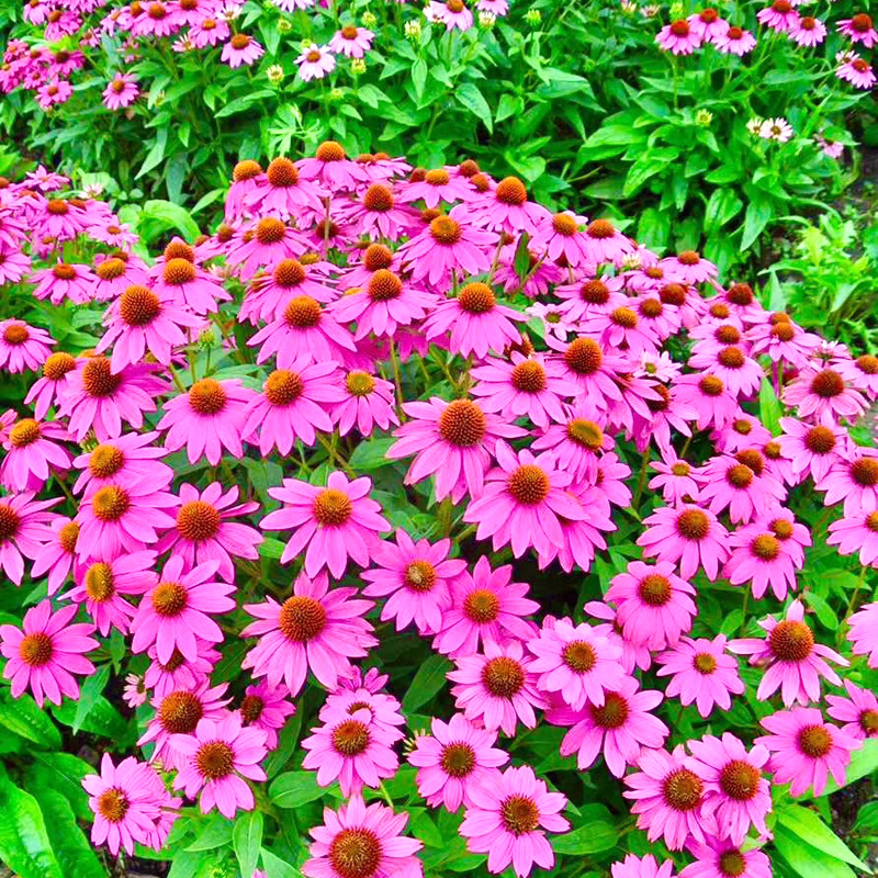 松果菊种子紫锥花种子景观花海庭院种植多年生耐寒花种籽