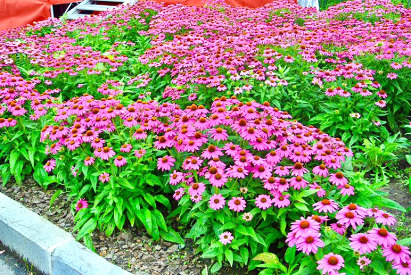 松果菊种子紫锥花种子景观花海庭院种植多年生耐寒花种籽