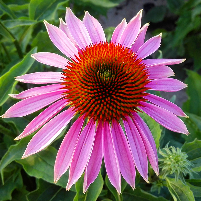 松果菊种子紫锥花种子景观花海庭院种植多年生耐寒花种籽