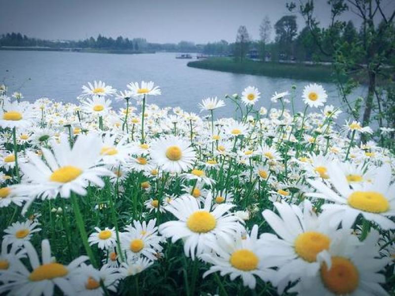 大滨菊种子西洋滨菊种子大花白色多年生花卉种子量大优惠