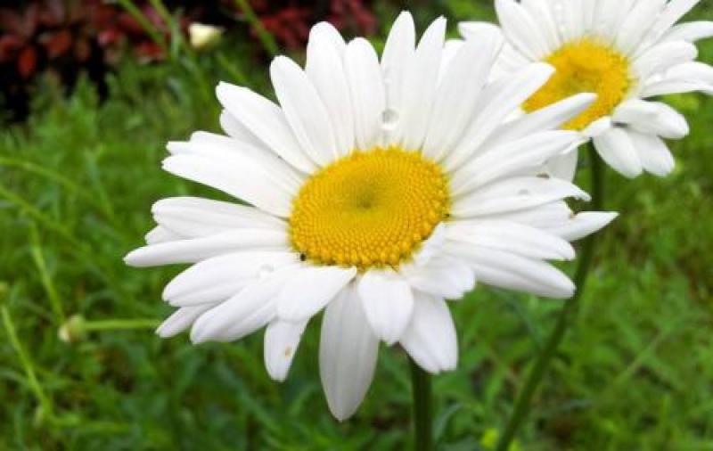 大滨菊种子西洋滨菊种子大花白色多年生花卉种子量大优惠