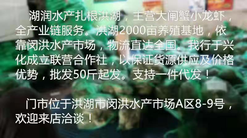 大公蟹-洪湖清水大闸蟹精品螃蟹精养现货大公蟹基地直发
