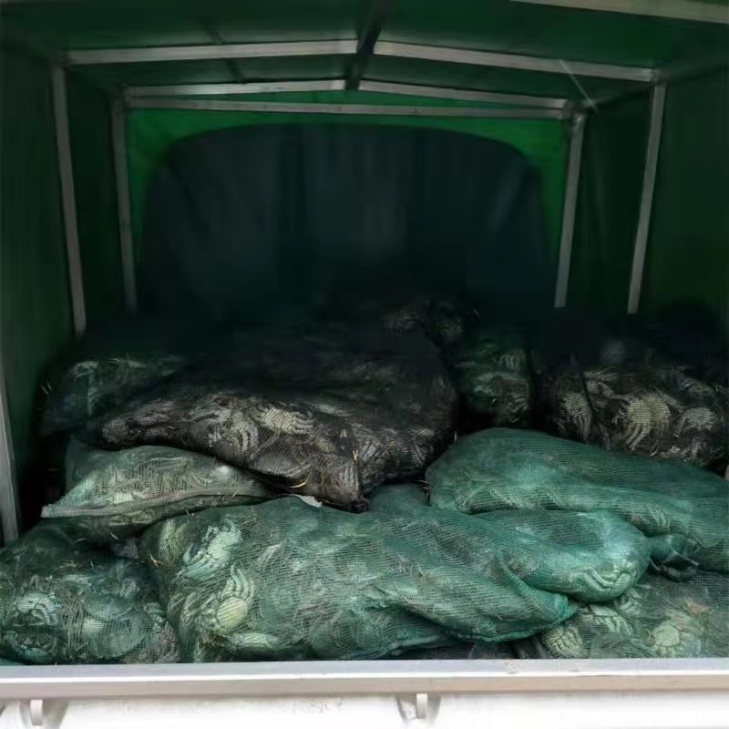 大公蟹-洪湖清水大闸蟹精品螃蟹精养现货大公蟹基地直发