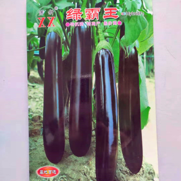 紫茄种子绿霸王早熟高产抗病耐热耐湿耐低温耐弱光杂交
