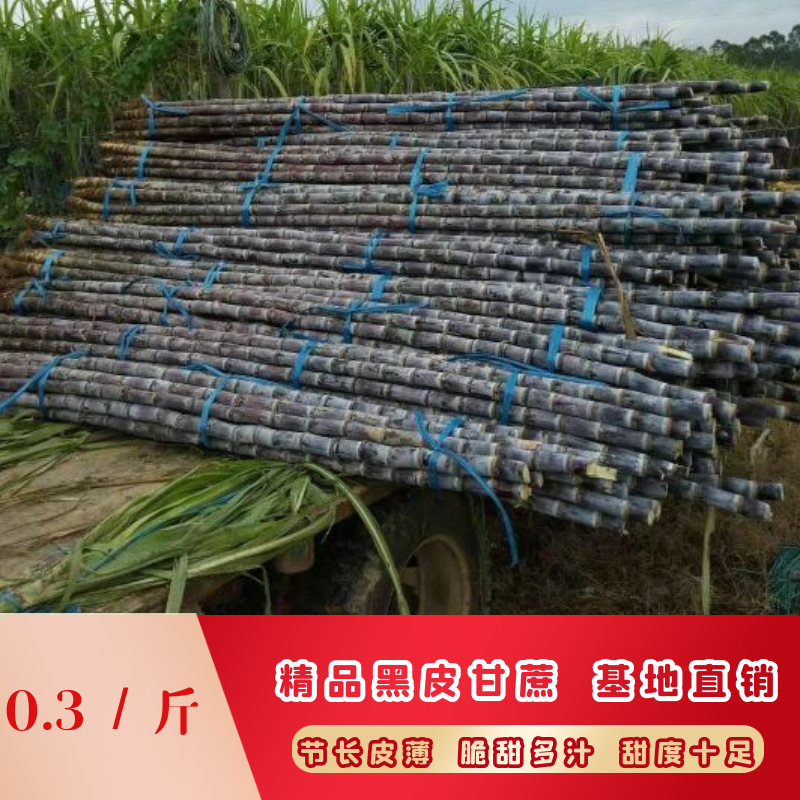 优质广西黑皮甘蔗大量上市万亩产地直销有便宜回程车