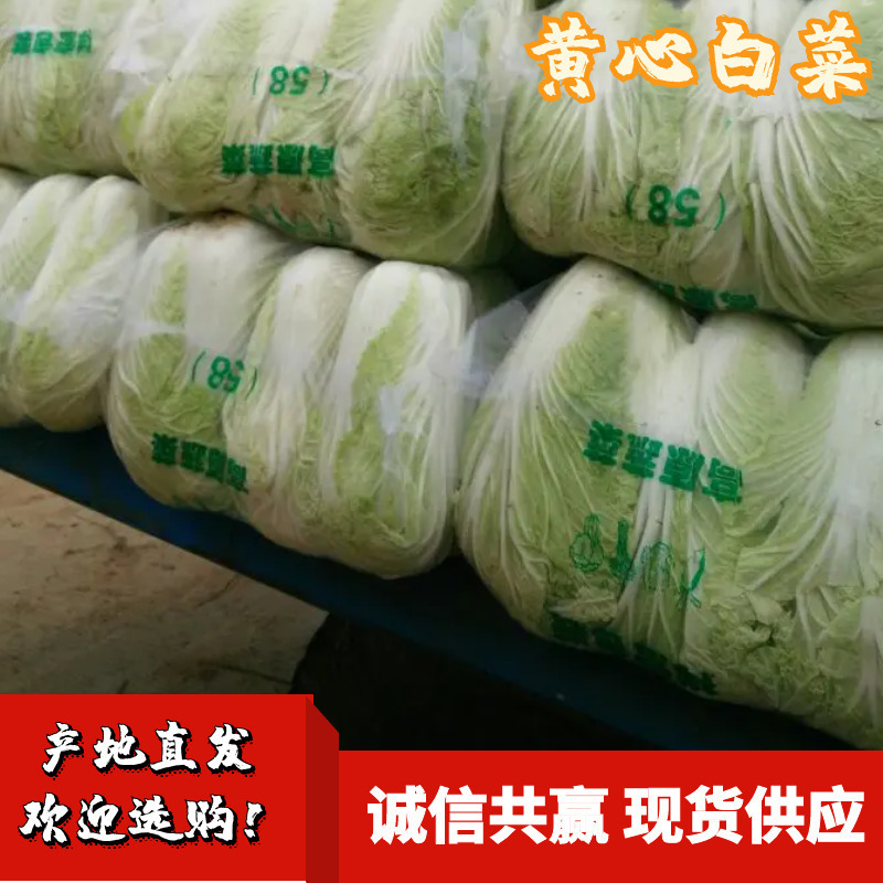 湖北嘉鱼潘家湾刘国林白菜，黄心白菜产地直销，诚信经营