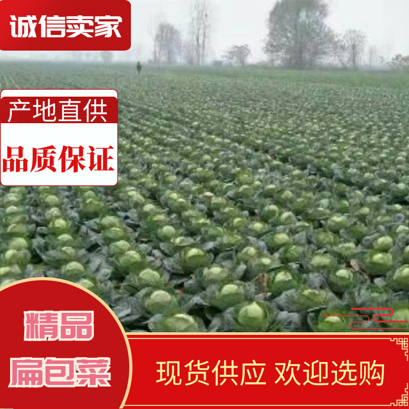 精品扁包菜湖北甘蓝，基地直发，圆包菜，产地直供