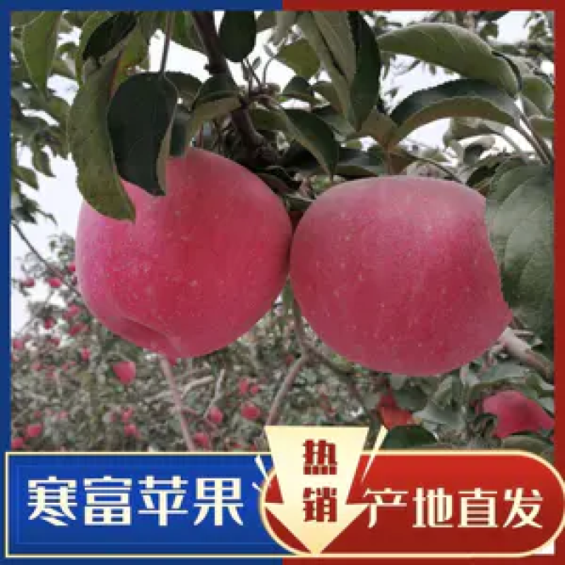 辽阳寒富大量有货，皮毛靓丽，口感甜脆，个头匀称