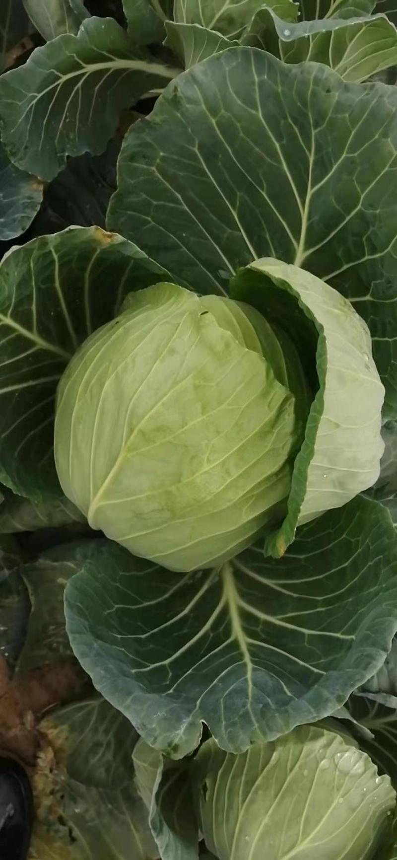 精品圆包菜甘蓝高山圆包菜农家自种品质好不烧心