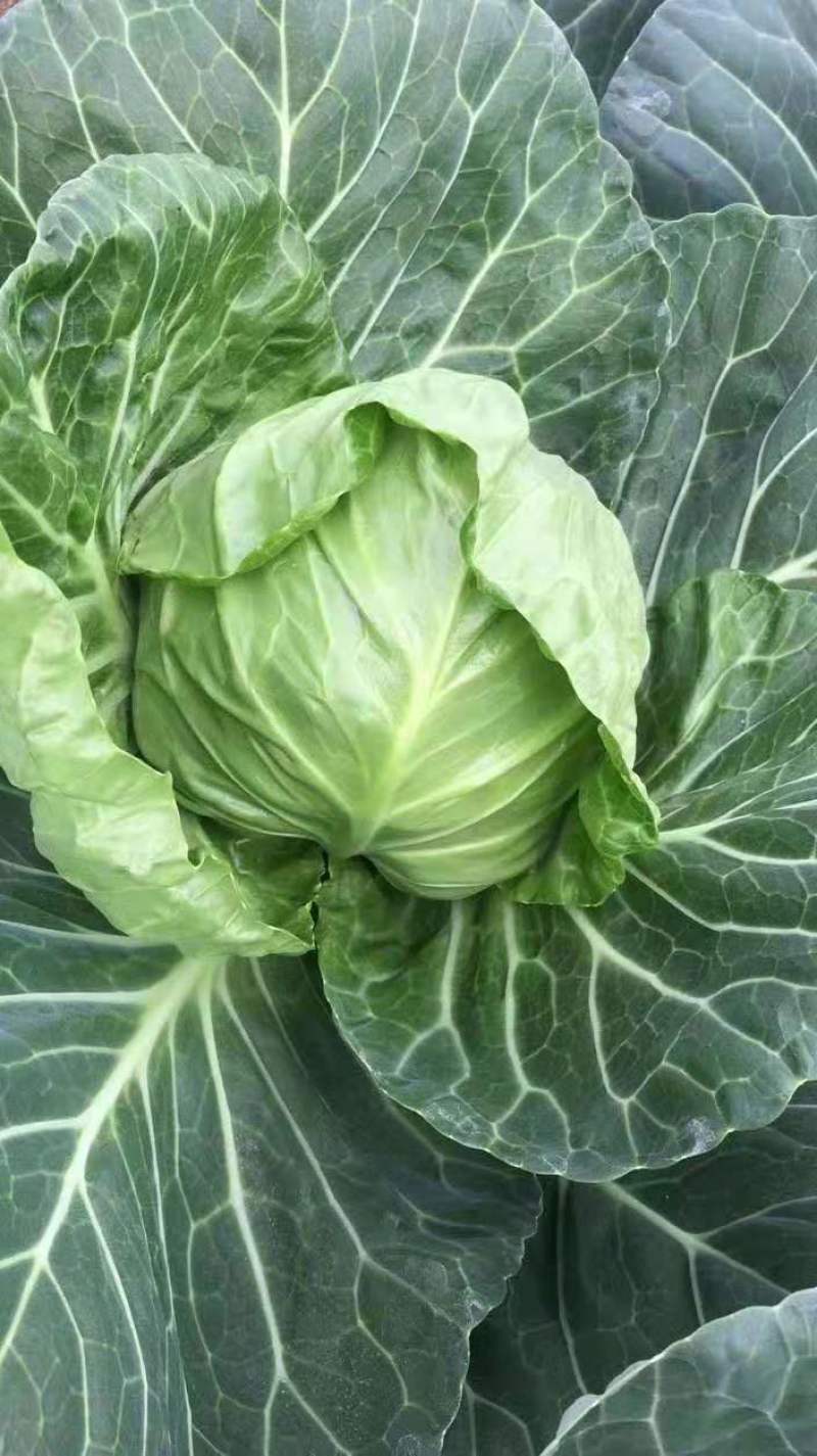 精品圆包菜甘蓝高山圆包菜农家自种品质好不烧心