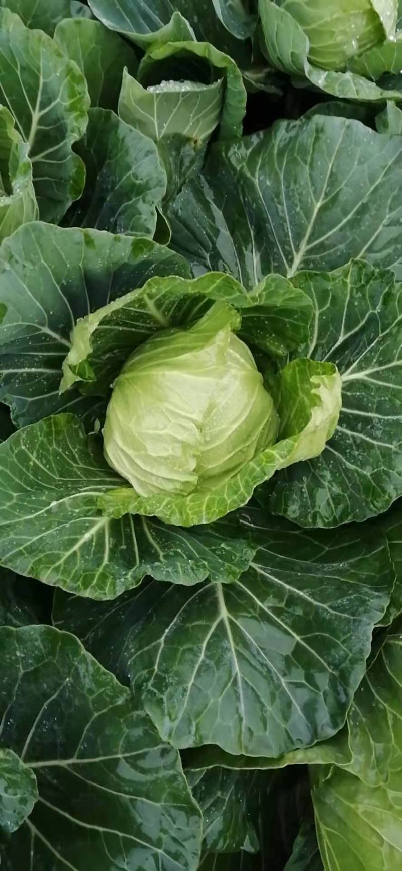 精品圆包菜甘蓝高山圆包菜农家自种品质好不烧心