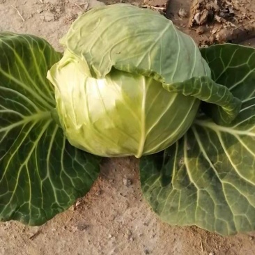 精品圆包菜甘蓝高山圆包菜农家自种品质好不烧心