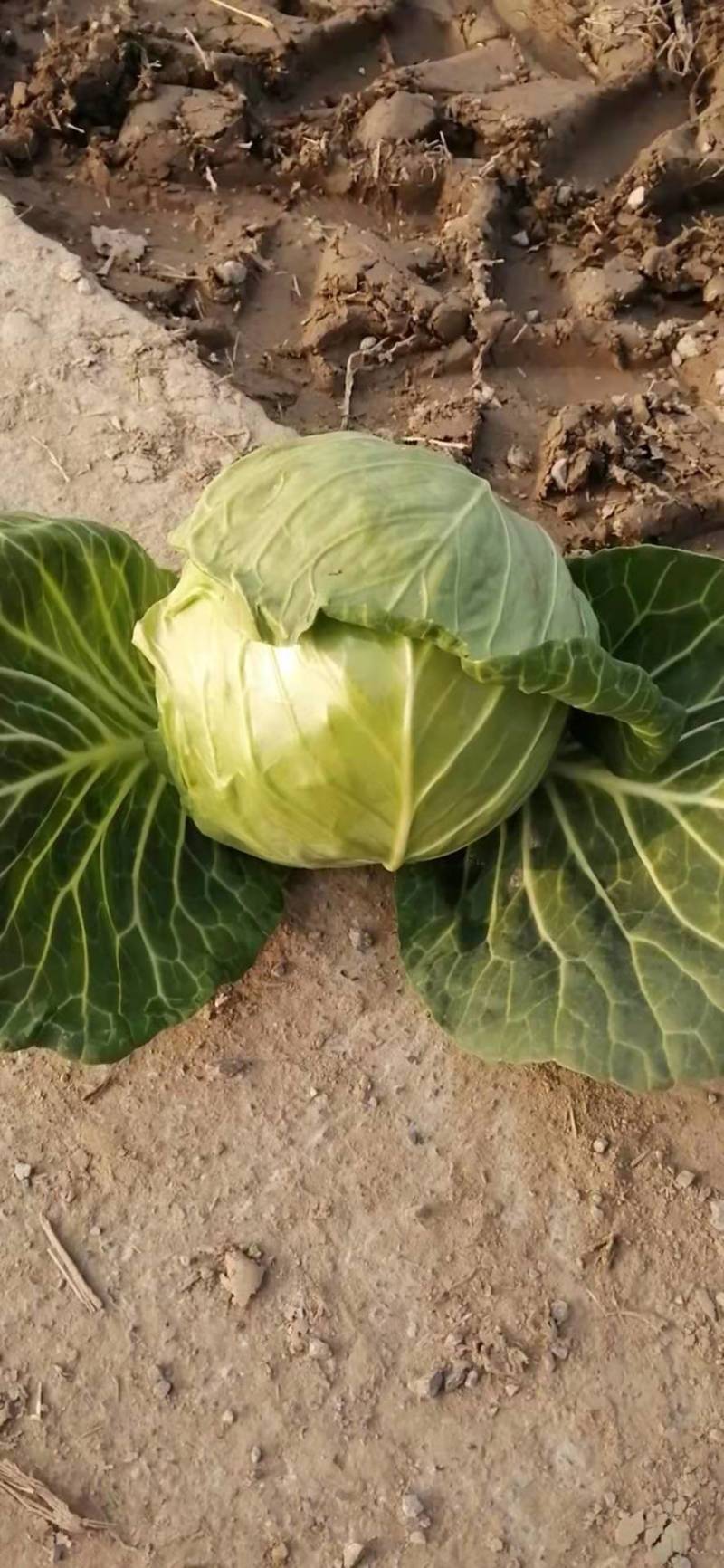 精品圆包菜甘蓝高山圆包菜农家自种品质好不烧心